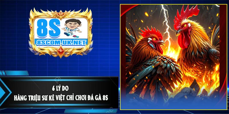 6 Lý Do Hàng Triệu Sư Kê Việt Chỉ Chơi Đá Gà 8S