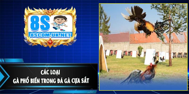 Các Loại Gà Phổ Biến Trong Đá Gà Cựa Sắt