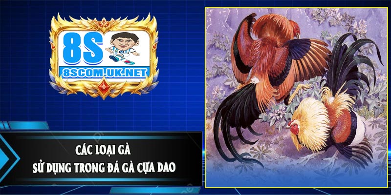 Các Loại Gà Sử Dụng Trong Đá Gà Cựa Dao