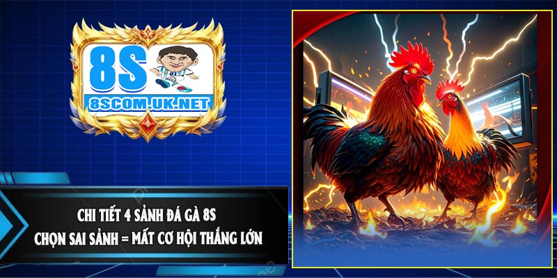 Chi Tiết 4 Sảnh Đá Gà 8S – Chọn Sai Sảnh = Mất Cơ Hội Thắng Lớn