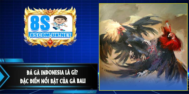 Đá Gà Indonesia Là Gì? Đặc Điểm Nổi Bật Của Gà Bali
