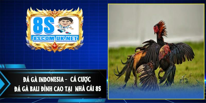 Đá Gà Indonesia – Cá Cược Đá Gà Bali Đỉnh Cao Tại Nhà Cái 8S