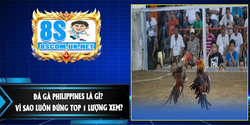 Đá Gà Philippines Là Gì? Vì Sao Luôn Đứng Top 1 Lượng Xem?