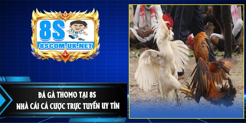 Đá Gà Thomo Tại 8S – Nhà Cái Cá Cược Trực Tuyến Uy Tín