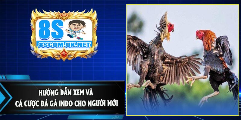 Hướng Dẫn Xem Và Cá Cược Đá Gà Indo Cho Người Mới