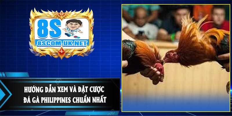Hướng Dẫn Xem Và Đặt Cược Đá Gà Philippines Chuẩn Nhất