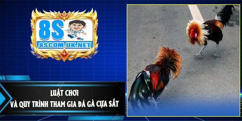 Luật Chơi và Quy Trình Tham Gia Đá Gà Cựa Sắt