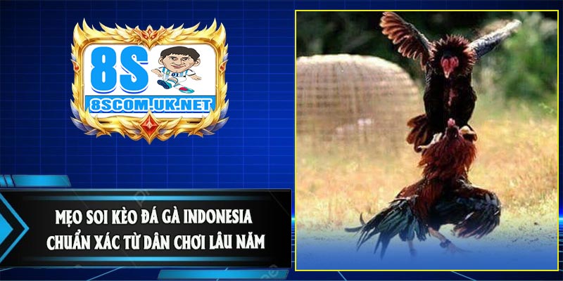 Mẹo Soi Kèo Đá Gà Indonesia Chuẩn Xác Từ Dân Chơi Lâu Năm